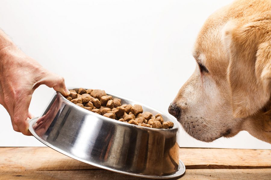 comida en el cuenco del perro en verano