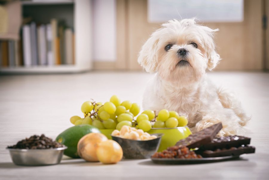 1 nourriture dans le bol du chien en été