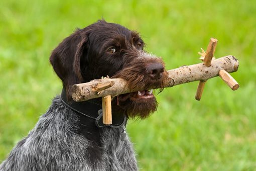 Chien avec objet de rapport