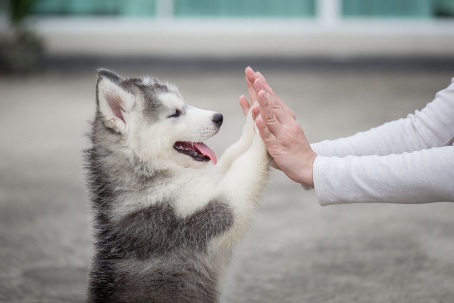 1 El correcto cuidado de la pata de un perro