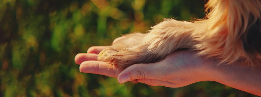 how to correctly care for dog's paws