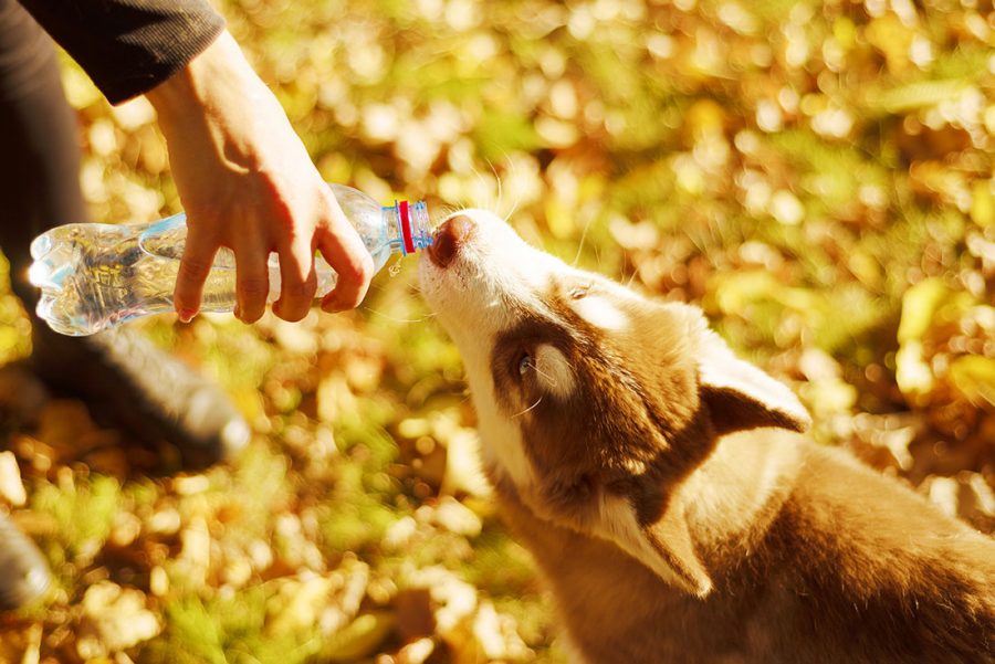 1 le chien souffre de la chaleur