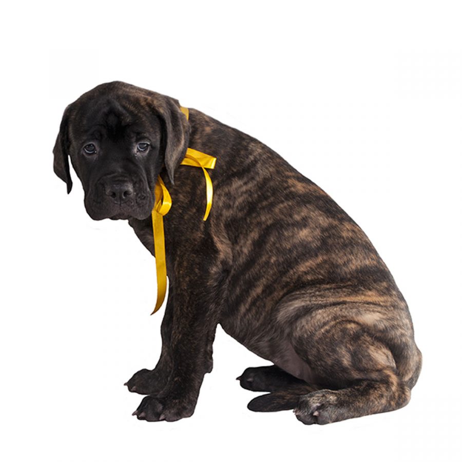 Sensible dog with yellow ribbon