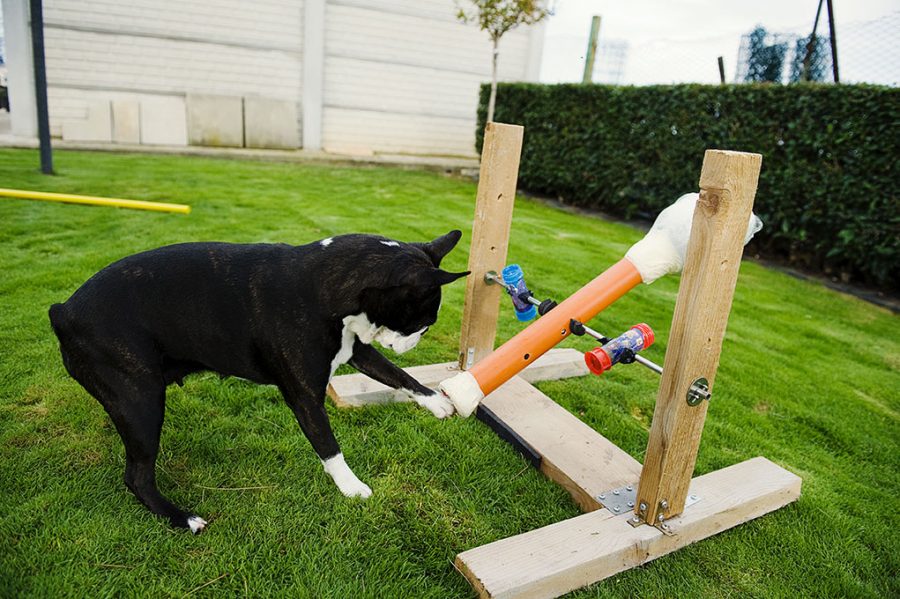 Jeux de résolution de problèmes pour chiens