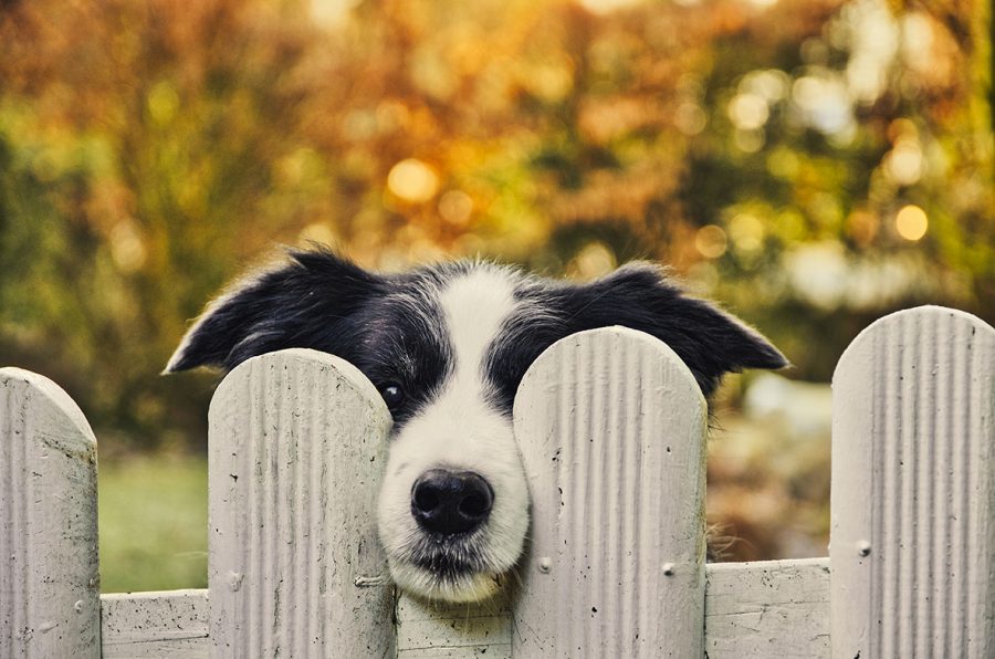 garder le chien dans le jardin