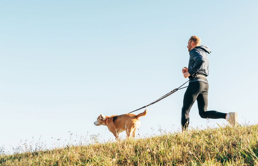 1 Hund und Leine