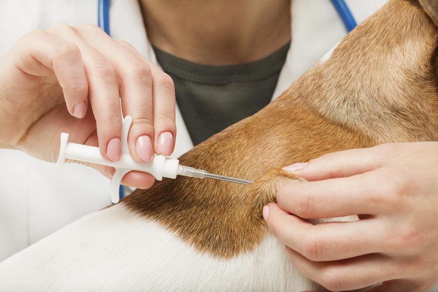 Hundemikrochip einsetzen