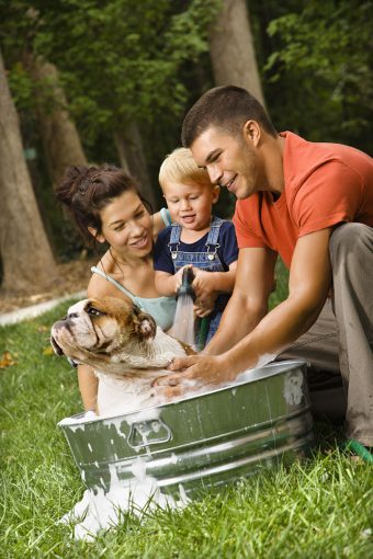 1 How to wash your dog