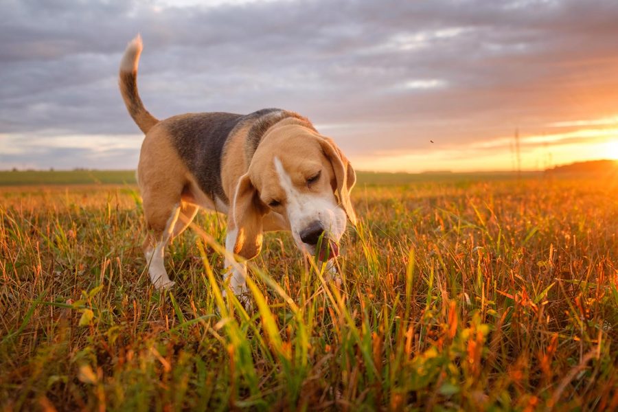 1 Il mio cane mangia l'erba