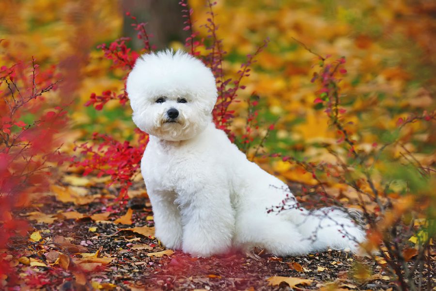 1 Hay perros que no mudan el pelo