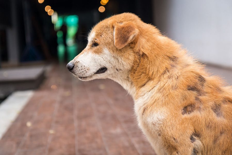 esistono cani che non perdono il pelo