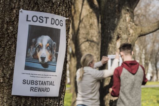 Cartel perro perdido