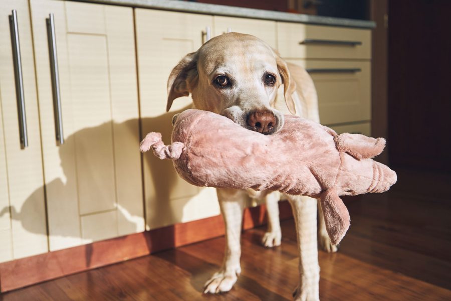 Pourquoi les chiens apportent-ils des objets?