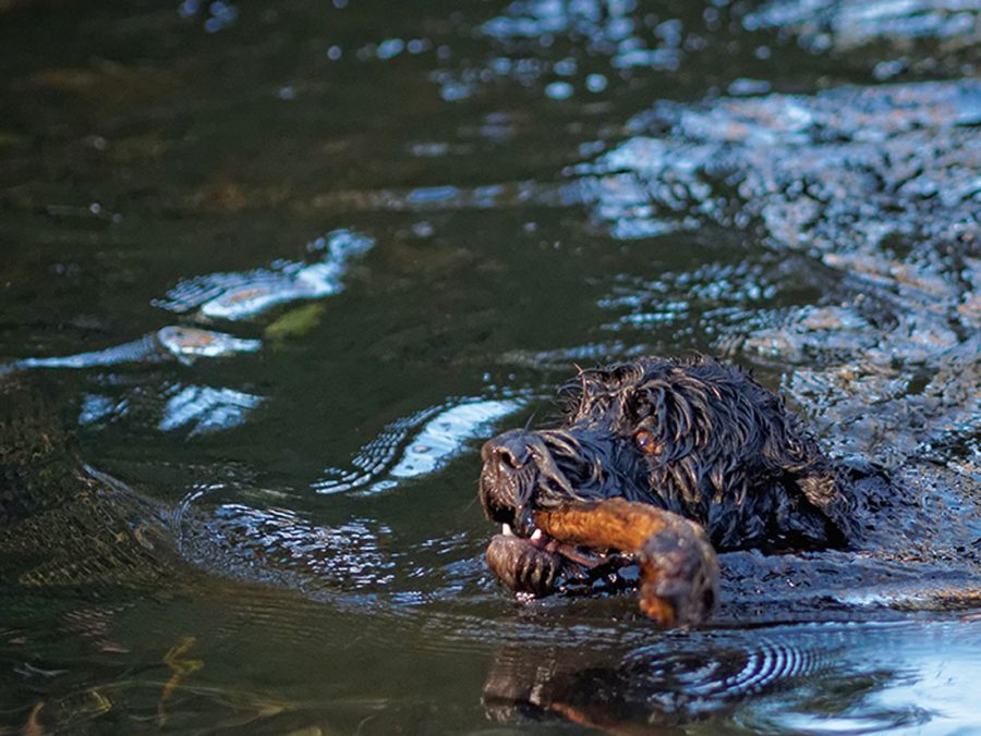 1 Il cane d'acqua portoghese