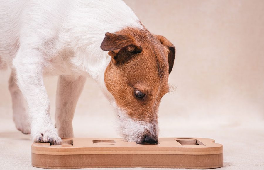 1 Wie man einen älteren Hund Pflegt