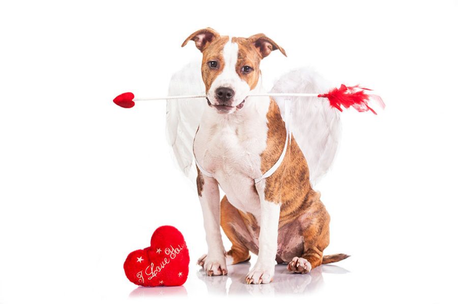 Den Valentinstag feiern Hunde und besitzer zusammen