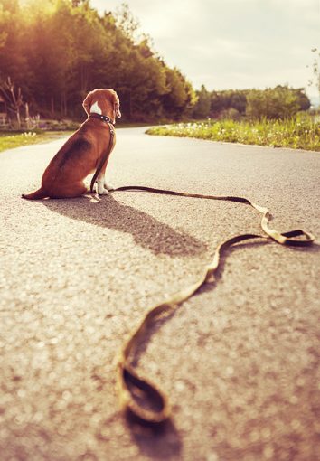 Chien perdu, quoi faire