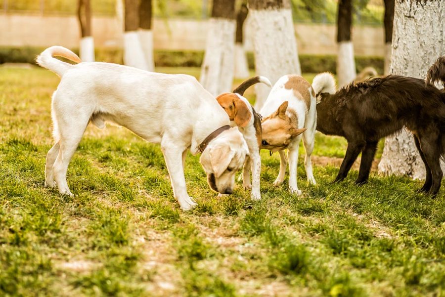 1 La socialización del perro