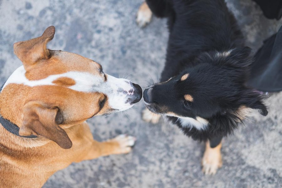 La socialisation du chien