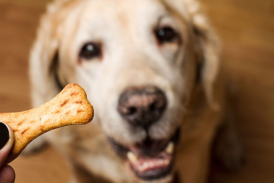 insegnare al cane a non sporcare in casa