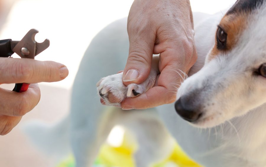 How to trim your dog's nail