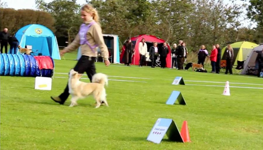 1 Rally Obedience: Disziplin für glückliche Hunde und Schaffner