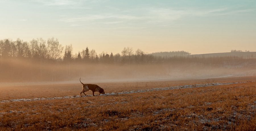 1 Vorteile GPS für Jagdhunde