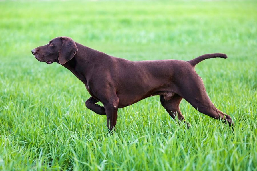 Vorteile GPS für Jagdhunde