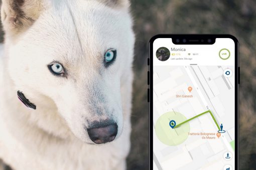 product-tracking-dog-min
