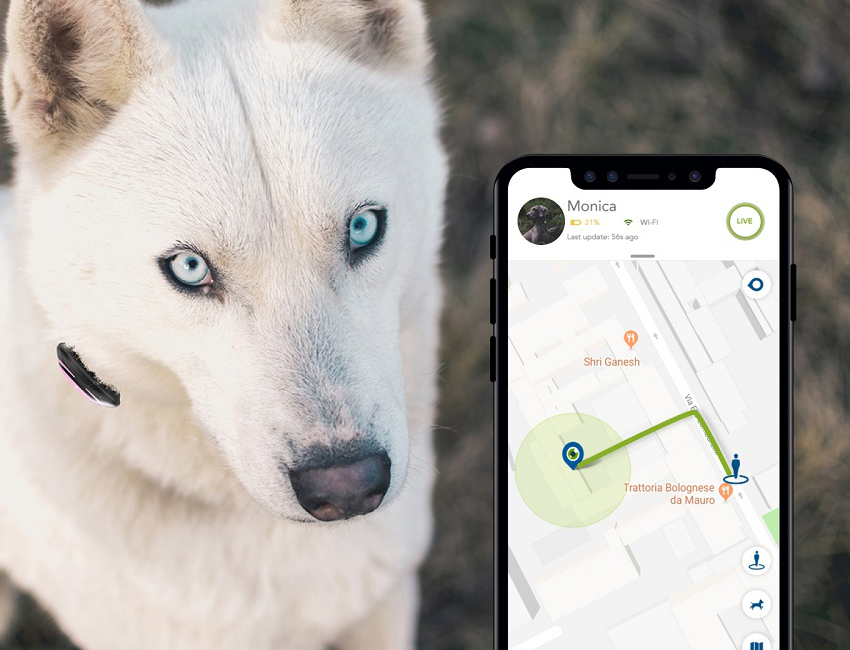 Collar GPS para perros iPhone 13 