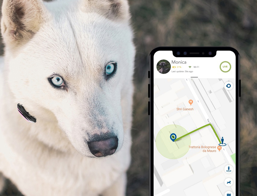 Collare GPS cane iPhone 13 