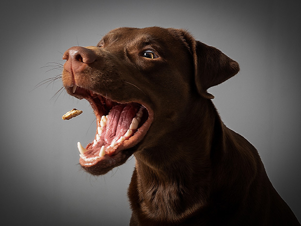 ¿Cuántos dientes tienen los perros?