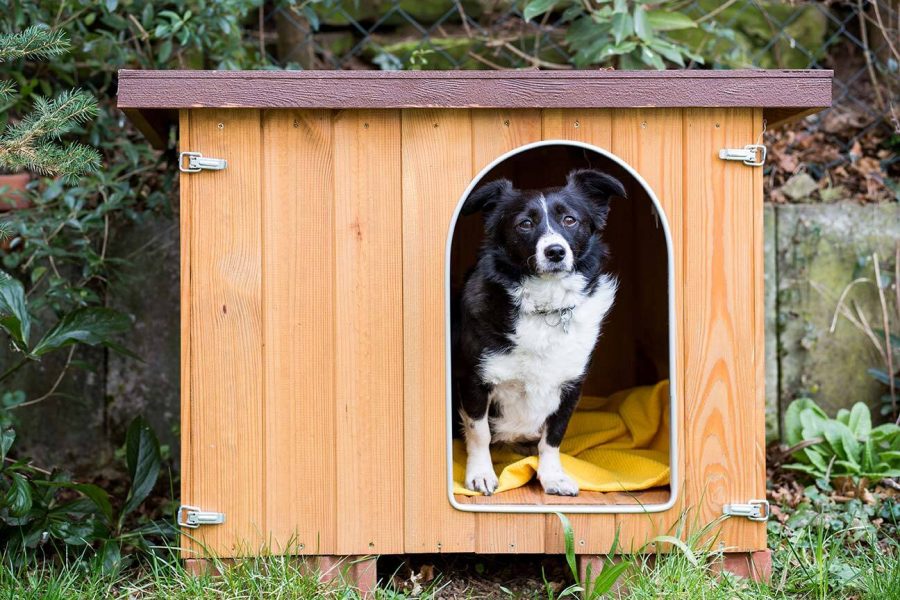 1 Come costruire una cuccia per cani