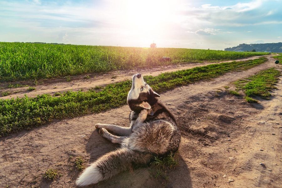 Cuál es el mejor antiparásitos para perros