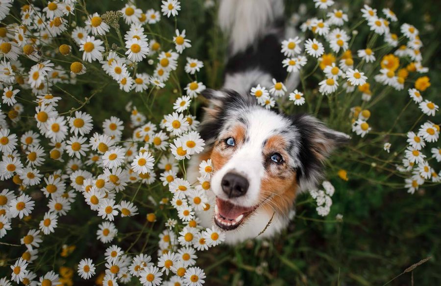 1 ¿Cuánto viven los perros?