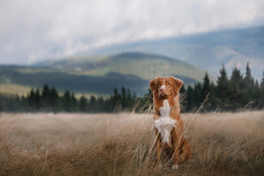 ¿Cuánto viven los perros?