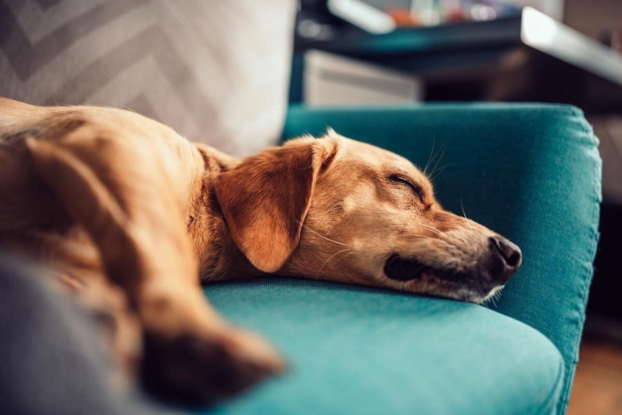 De quoi rêvent-ils les chiens ?