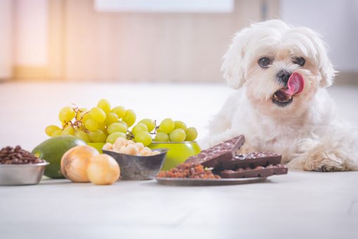 hund-leckt-den-schnurrbart