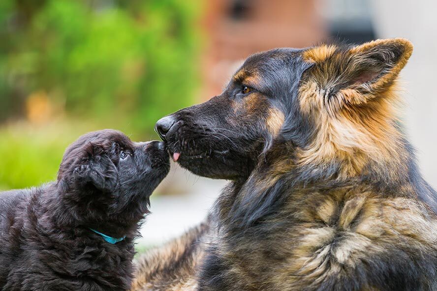 ¿Cómo se calcula la edad de los perros?