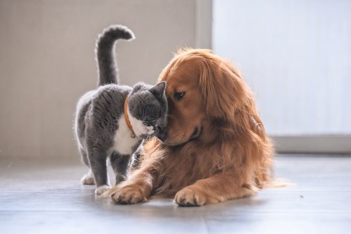 cat-with-dog