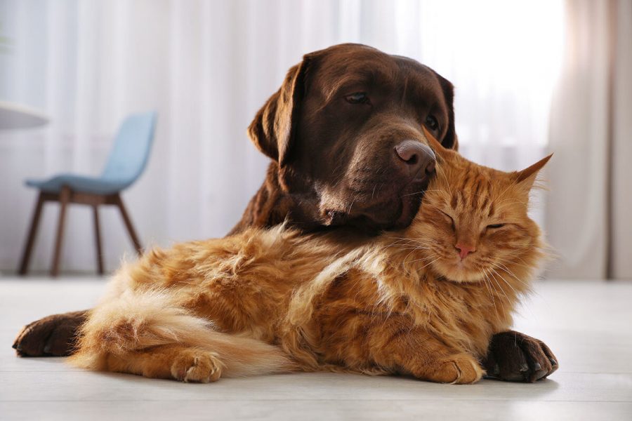 Dogs and cats: how to make them to get along