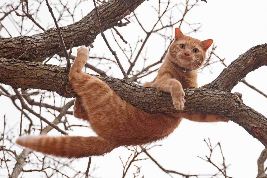 Cuántas vidas tienen los gatos