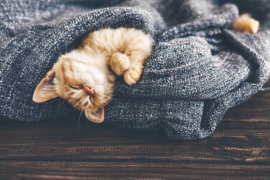 1 Combien de temps dort un chat ?