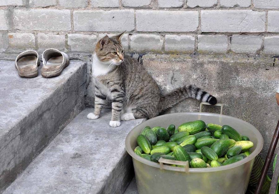 ¿Por qué los gatos tienen miedo de los pepinos?