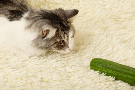 chat-avec-concombre