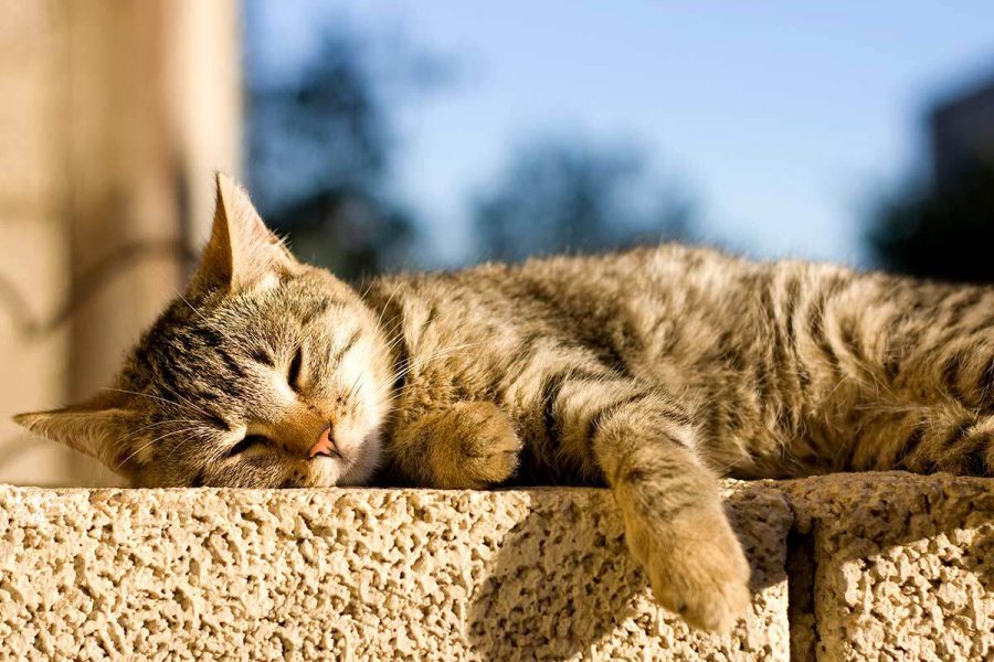 Combien de temps dort un chat ?