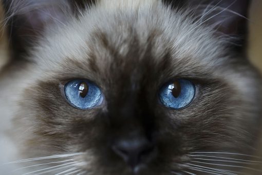 Katze-Augen