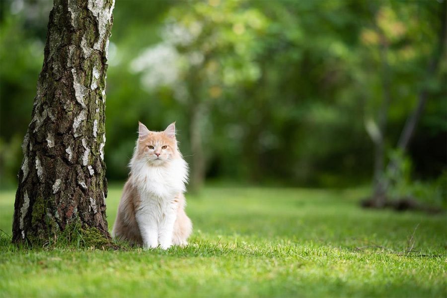 ¿Cómo mantener alejados a los gatos?