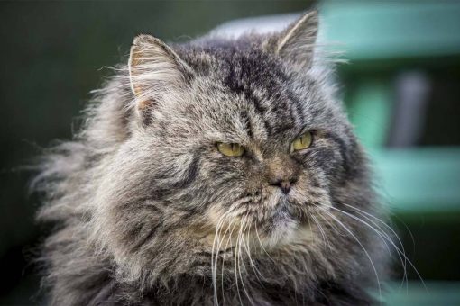 serious-old-cat
