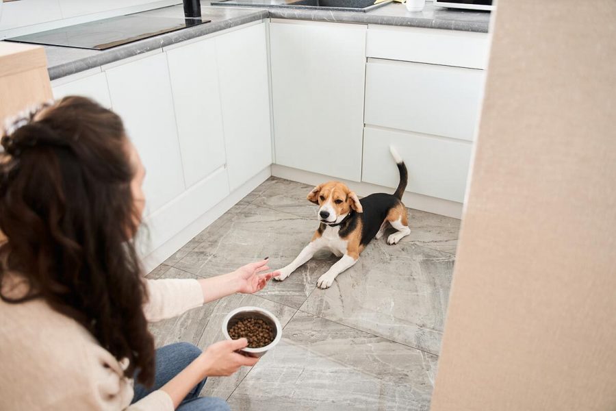 Qué añadir al pienso del perro